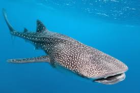 Whale Sharks in Ng Sg